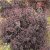 Physocarpus opulifolius All Black ® (Minall2), Smällspirea