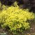 Physocarpus opulifolius Anny´s Gold ®, Smällspirea