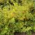 Physocarpus opulifolius Luteus ®