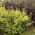 Physocarpus opulifolius Nugget, Smällspirea, busk C3,5