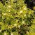 Physocarpus opulifolius Nugget, Smällspirea, busk C3,5