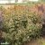 Physocarpus opulifolius Amber Jubilee ® (Jefam), Smällspirea