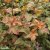 Physocarpus opulifolius Amber Jubilee ® (Jefam), Smällspirea
