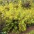 Physocarpus opulifolius Angel Gold ® / Minange, Smällspirea
