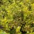 Physocarpus opulifolius Angel Gold ® / Minange, Smällspirea