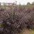 Physocarpus opulifolius Lady in Red ®