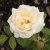 floribunda Kosmos Fairy Tale ® (Korpriggos), Floribundaros, C4