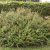 Symphoricarpos x doorenb. Magic Berry