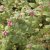 Symphoricarpos x doorenb. Magic Berry