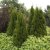 Thuja occidentalis Smaragd, Ädeltuja