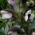 Acanthus mollis, Mjukakantus, P9cm