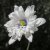 Anemone nemorosa Blue Eyes, Vitsippa, P9cm