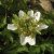 Anemone nemorosa Green Dream, Vitsippa, P9cm