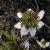 Anemone nemorosa Green Dream, Vitsippa, P9cm