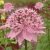 Astrantia major Rosea