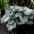 Brunnera macrophylla Looking Glass ®, Kaukasisk Förgätmigej