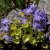 Campanula garganica Dickson´s Gold, Italiensk Klocka, P9cm