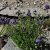 Campanula pulla