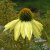 Echinacea hybr. Sunrise ®, Solhatt, P9cm