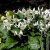 Erythronium oregonum White Beauty