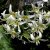 Erythronium oregonum White Beauty