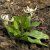 Erythronium oregonum White Beauty