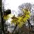 Hamamelis mollis