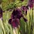 Iris pumila Cherry Garden
