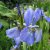 Iris sibirica Blue King