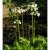 Primula japonica Postford White