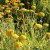 Achillea filipendulina Parker´s Variety