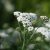 Achillea millefolium Schneetaler