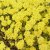 Alyssum montanum Berggold