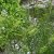 Amsonia hubrichtii