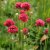 Armeria pseudarmeria Ballerina Red, Bredbladig Trift, P9cm