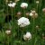 Armeria pseudarmeria Ballerina White, Bredbladig Trift, P9cm