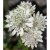 Astrantia major subsp. involucrata Shaggy (Margery Fish)