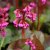 Bergenia cordifolia Eroica (Overture)