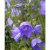 Campanula persicifolia