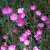Dianthus gratianopolitanus Feuerhexe (Firewitch)