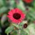 Echinacea hybr. SunSeekers ® Red