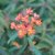 Euphorbia griffithii Fireglow, Eldtörel, C11cm