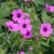 Geranium hybr. JS ® Matu Vu