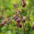 Geum rivale, Humleblomster