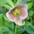 Helleborus orientalis