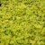 Lysimachia nummularia Goldilocks