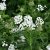 Achillea millefolium Schneetaler