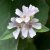Althaea officinalis