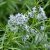 Amsonia hubrichtii