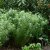 Amsonia hubrichtii